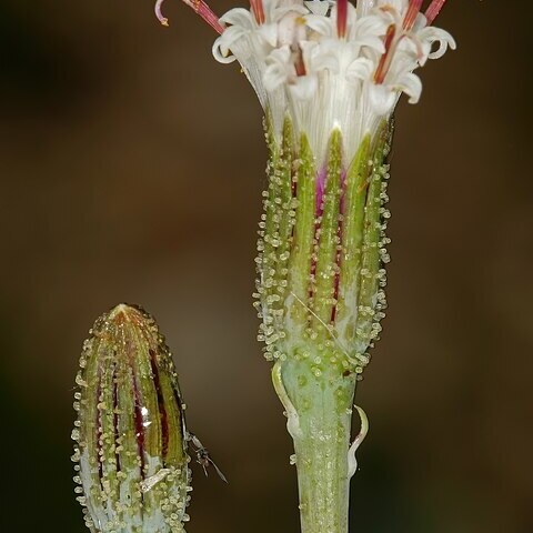 Curio radicans unspecified picture