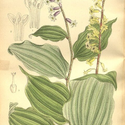 Maianthemum henryi unspecified picture