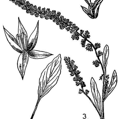 Amaranthus arenicola unspecified picture