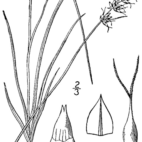 Carex retroflexa unspecified picture