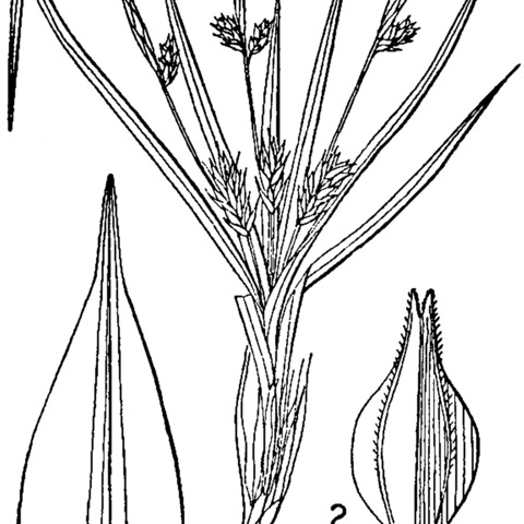 Carex umbellata unspecified picture