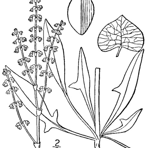 Rumex hastatulus unspecified picture