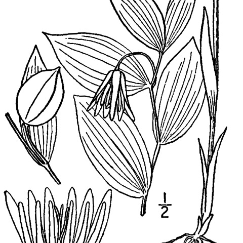 Uvularia puberula unspecified picture