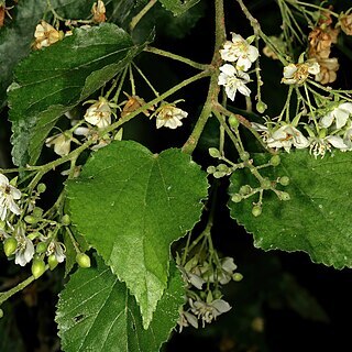 Dombeya cymosa unspecified picture