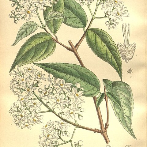 Deutzia setchuenensis unspecified picture