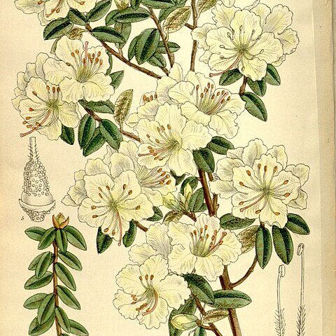 Rhododendron flavidum unspecified picture