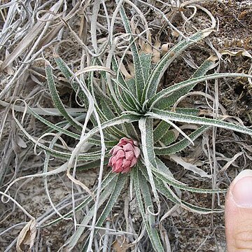 Puya minima unspecified picture