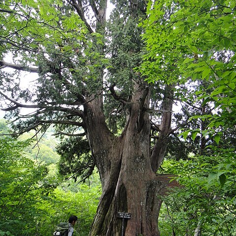 Thuja standishii unspecified picture