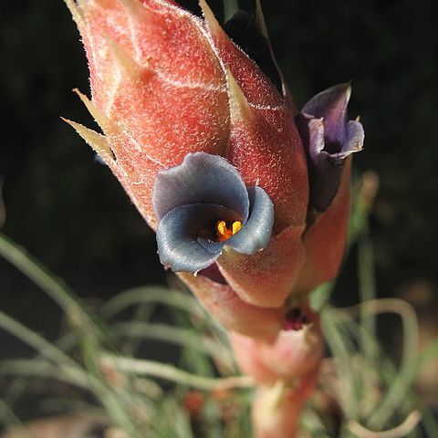 Puya prosanae unspecified picture