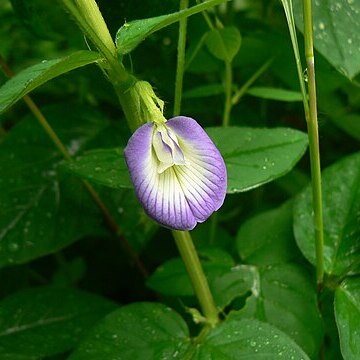 Clitoria annua unspecified picture