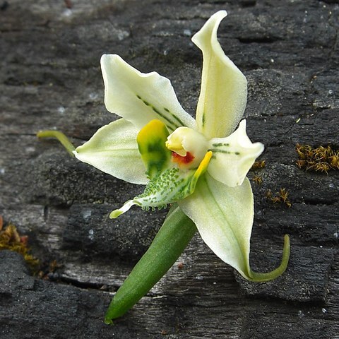 Gavilea araucana unspecified picture