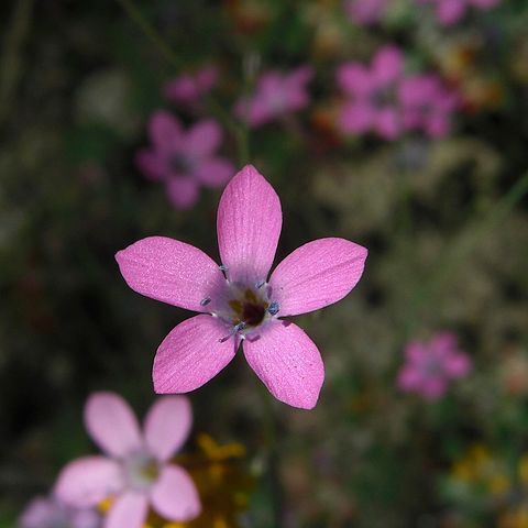 Saltugilia unspecified picture