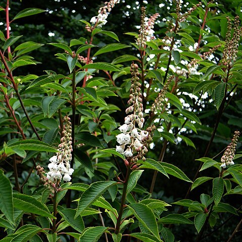 Clethra delavayi unspecified picture