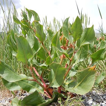 Rumex venosus unspecified picture