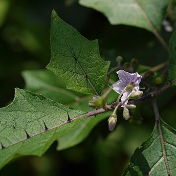 Solanum anguivi unspecified picture