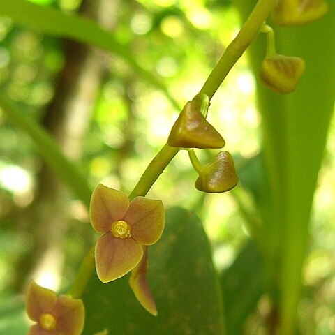 Stelis quinquenervia unspecified picture