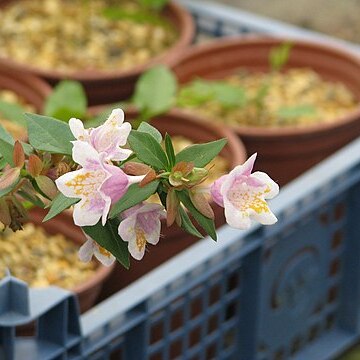 Linnaea uniflora unspecified picture