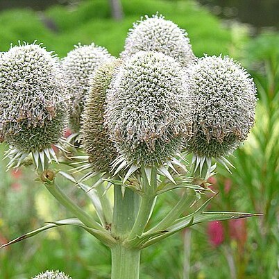 Eryngium serra unspecified picture