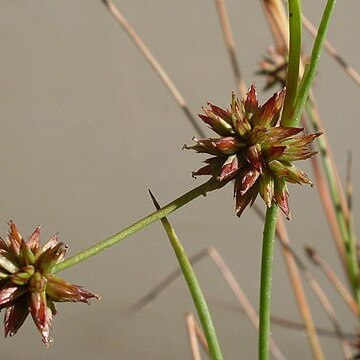 Juncus fockei unspecified picture