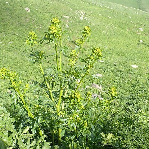 Smyrniopsis aucheri unspecified picture