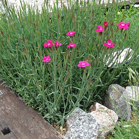 Dianthus myrtinervius unspecified picture