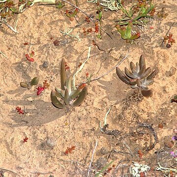 Dudleya hendrixii unspecified picture