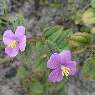 Tibouchina versicolor unspecified picture