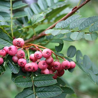 Sorbus vilmorinii unspecified picture