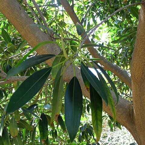 Ficus binnendijkii unspecified picture