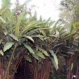 Heliconia rauliniana unspecified picture