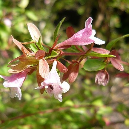 Linnaea parvifolia unspecified picture