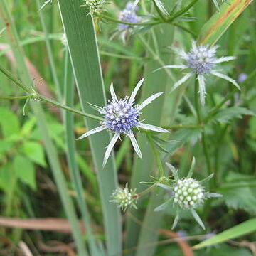 Eryngium integrifolium unspecified picture