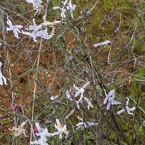 Cyphia volubilis unspecified picture