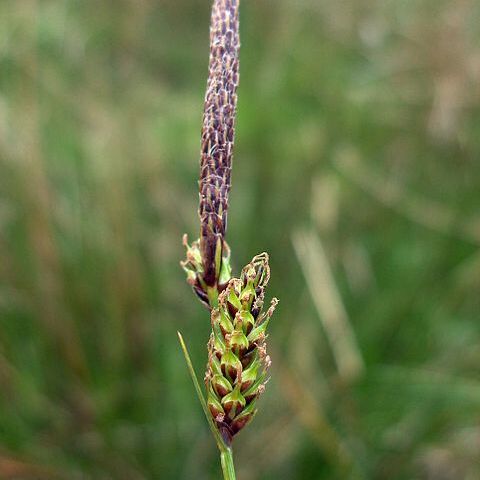 Carex binervis unspecified picture