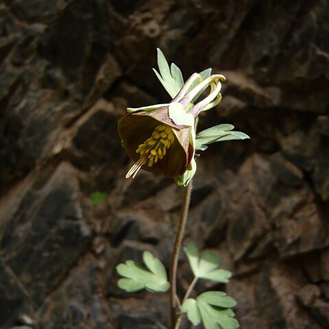 Aquilegia viridiflora unspecified picture