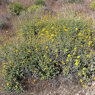 Encelia virginensis unspecified picture