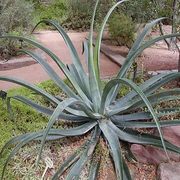 Agave vilmoriniana unspecified picture