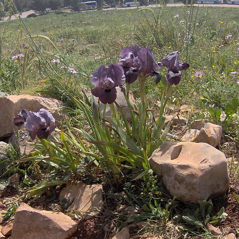 Iris haynei unspecified picture