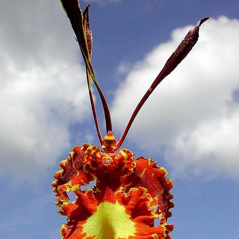 Psychopsis papilio unspecified picture