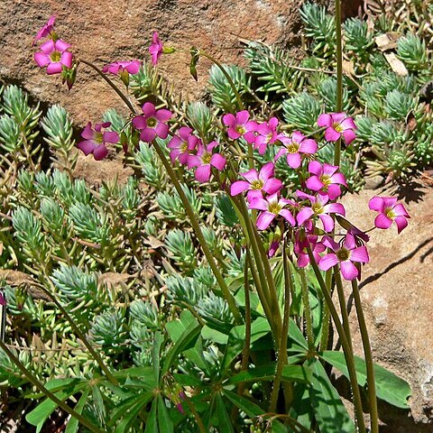 Oxalis magnifica unspecified picture