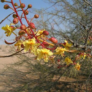 Parkinsonia africana unspecified picture