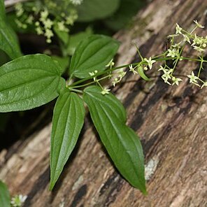 Rubia chinensis unspecified picture