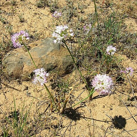 Allium nevii unspecified picture