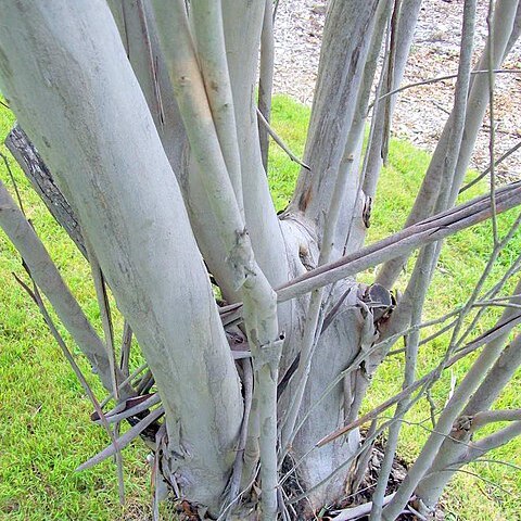 Eucalyptus kybeanensis unspecified picture