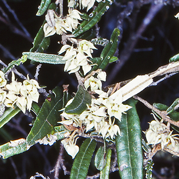 Lasiopetalum parviflorum unspecified picture