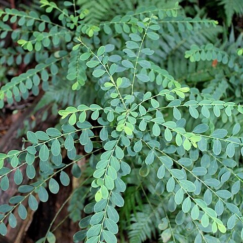 Phyllanthus gunnii unspecified picture