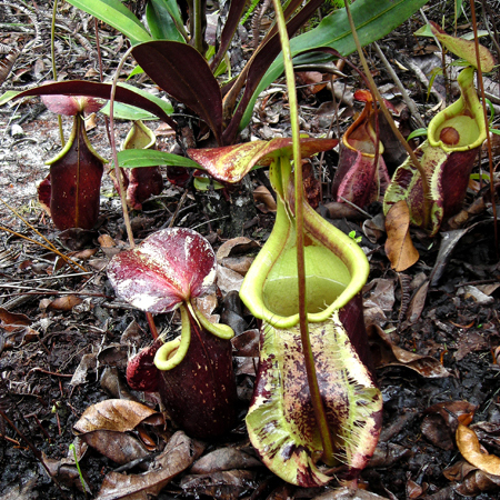 Nepenthes rafflesiana unspecified picture