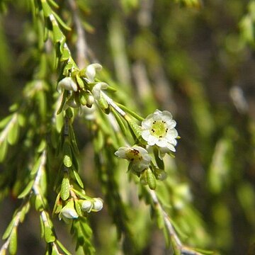 Thryptomene parviflora unspecified picture