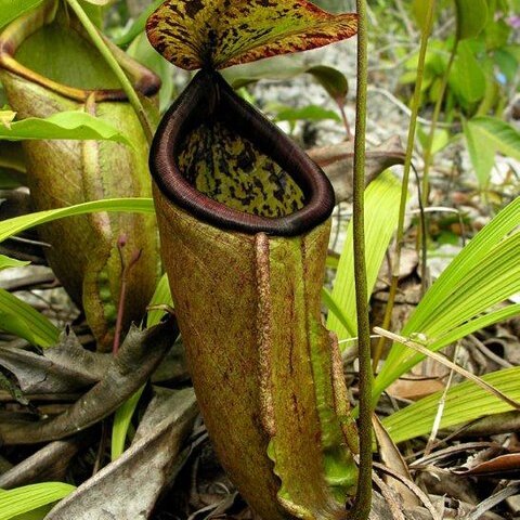 Nepenthes treubiana unspecified picture