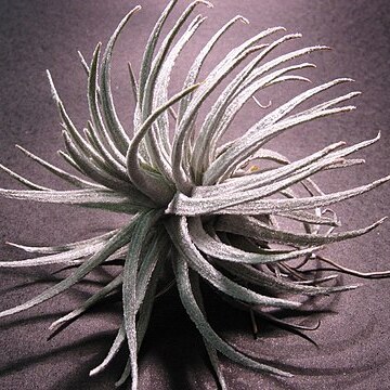 Tillandsia mauryana unspecified picture